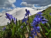 82 Bellissimi fiori di Scilla bifolia per il bianco bel Montu appena salito! 